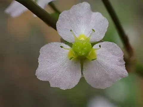 Foto dokumenter Alisma lanceolatum