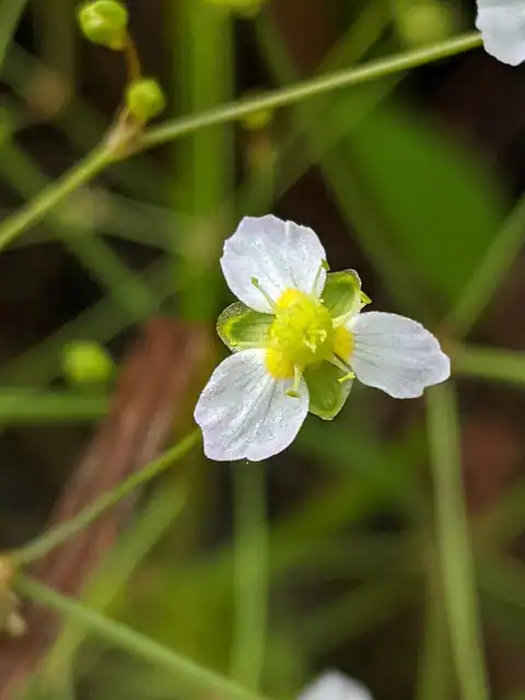 Foto dokumenter Alisma triviale