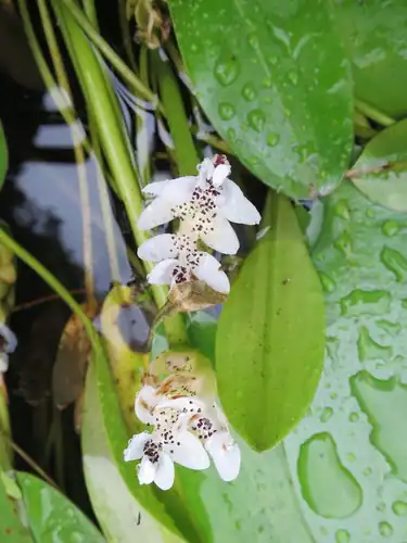 Foto dokumenter Aponogeton distachyos