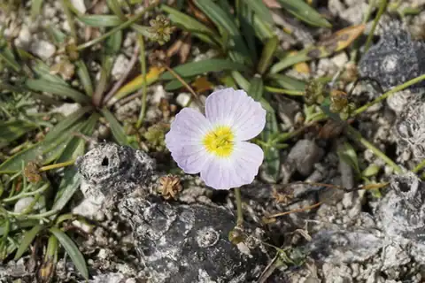 Foto dokumenter Baldellia repens
