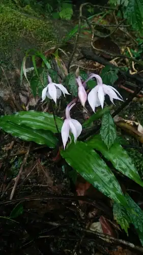 Foto dokumenter Calanthe arisanensis