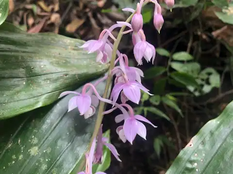 Foto dokumenter Calanthe aristulifera
