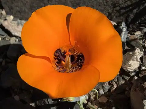 Calochortus kennedyi, dicatat sumber sebagai Calochortus kennedyi var. kennedyi.