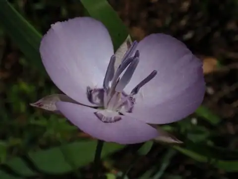 Foto dokumenter Calochortus nudus
