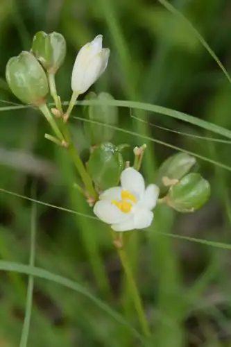 Foto dokumenter Chlorophytum tuberosum