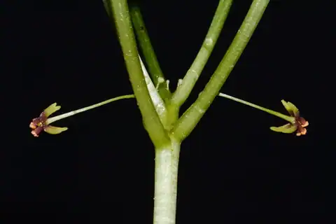 Foto dokumenter Croomia pauciflora