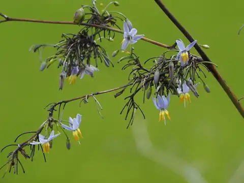 Foto dokumenter Dianella ensifolia