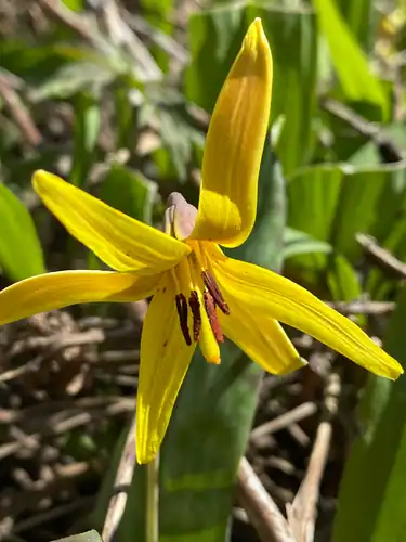 Foto dokumenter Erythronium americanum
