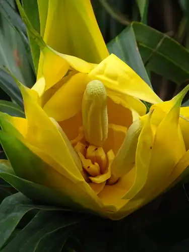 Foto dokumenter Freycinetia formosana
