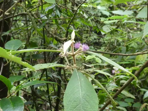 Foto dokumenter Callicarpa kochiana