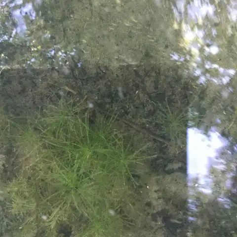 Foto dokumenter Najas minor