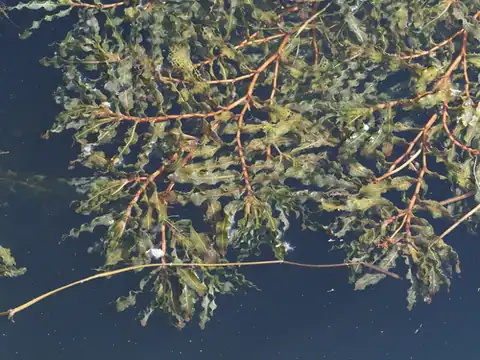 Foto dokumenter Potamogeton crispus