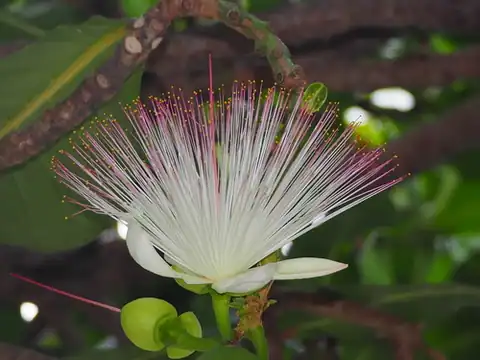 Foto dokumenter Barringtonia asiatica