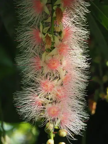 Foto dokumenter Barringtonia racemosa