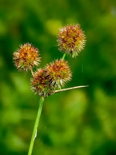 Foto dokumenter Juncus brachycarpus