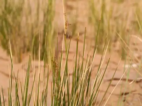 Foto dokumenter Juncus rigidus
