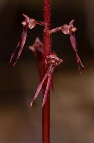 Foto dokumenter Neottia bifolia