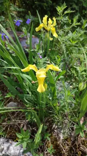 Foto dokumenter Iris bloudowii