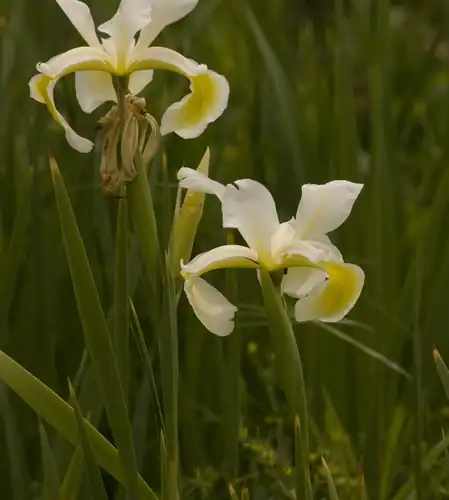 Foto dokumenter Iris orientalis