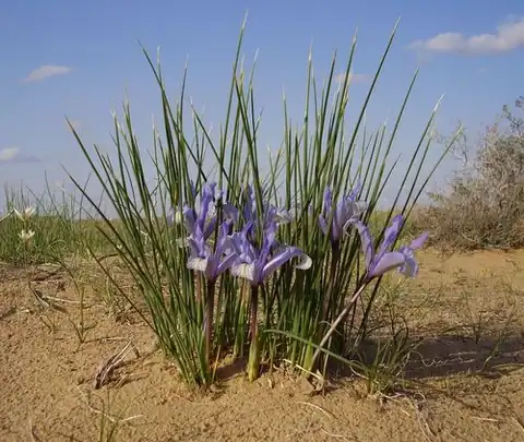 Foto dokumenter Iris tenuifolia
