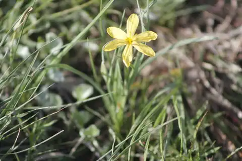 Foto dokumenter Sisyrinchium cernuum