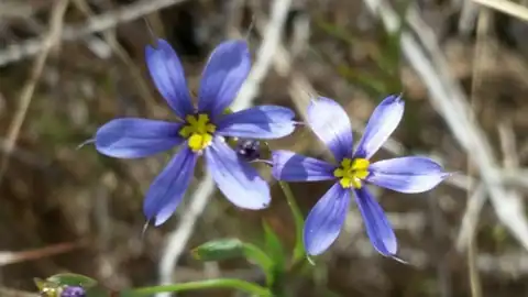 Foto dokumenter Sisyrinchium miamiense