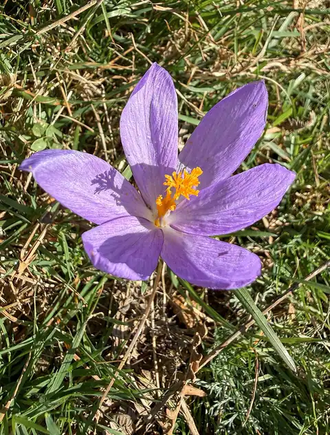 Foto dokumenter Crocus nudiflorus
