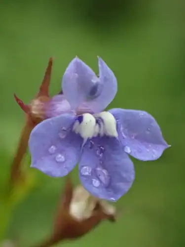 Foto dokumenter Lobelia alsinoides