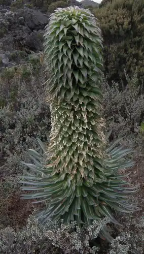 Foto dokumenter Lobelia deckenii