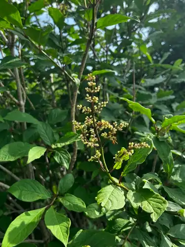 Foto dokumenter Syringa villosa