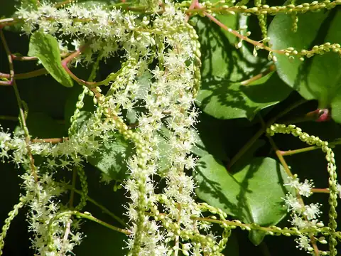 Foto dokumenter Anredera cordifolia