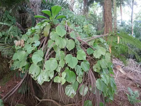 Foto dokumenter Begonia ampla