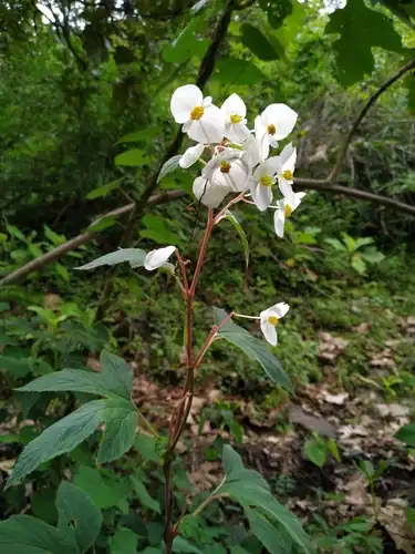 Foto dokumenter Begonia biserrata