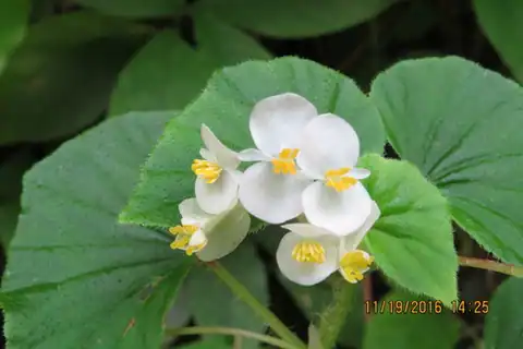 Foto dokumenter Begonia hirtella