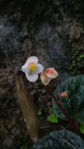 Foto dokumenter Begonia integrifolia