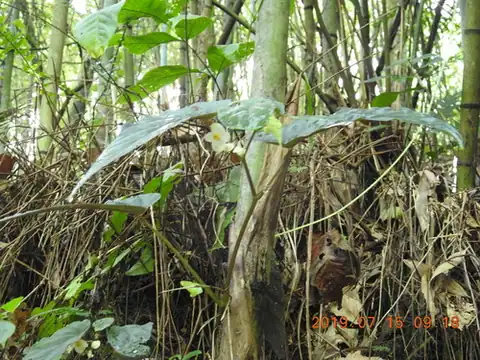 Foto dokumenter Begonia lukuana