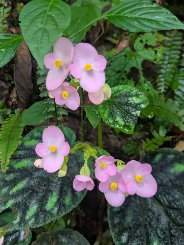 Foto dokumenter Begonia picta