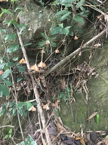 Foto dokumenter Begonia ravenii