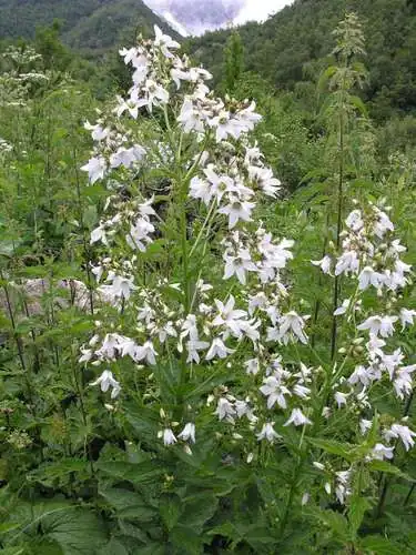 Foto dokumenter Campanula lactiflora