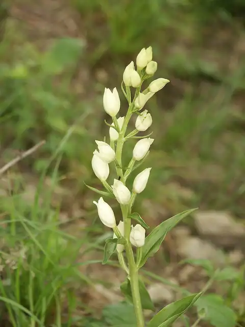 Foto dokumenter Cephalanthera damasonium
