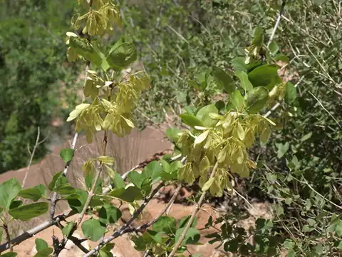 Foto dokumenter Fraxinus anomala