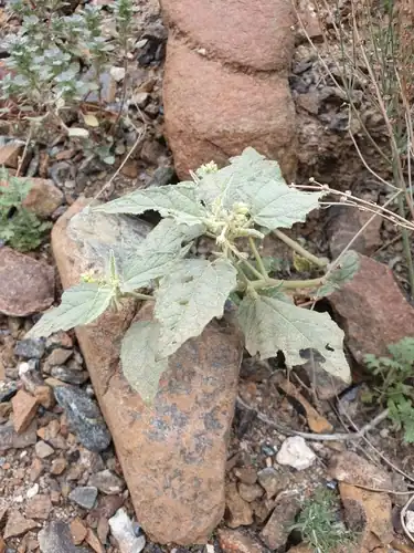 Foto dokumenter Chrozophora oblongifolia