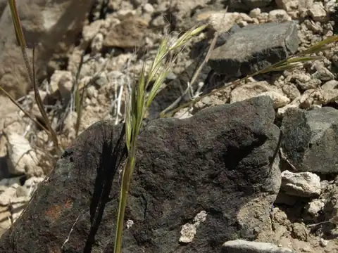 Foto dokumenter Bromus berteroanus