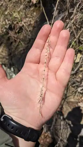 Foto dokumenter Elymus svensonii