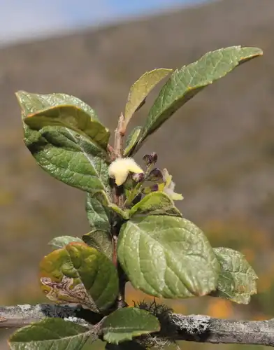 Foto dokumenter Citharexylum flexuosum