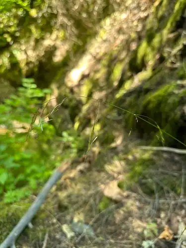 Foto dokumenter Festuca subuliflora