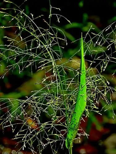 Foto dokumenter Panicum bisulcatum