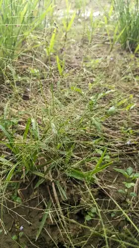 Foto dokumenter Panicum luzonense