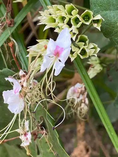 Foto dokumenter Clerodendrum umbellatum