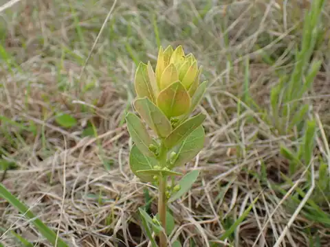 Foto dokumenter Clutia monticola